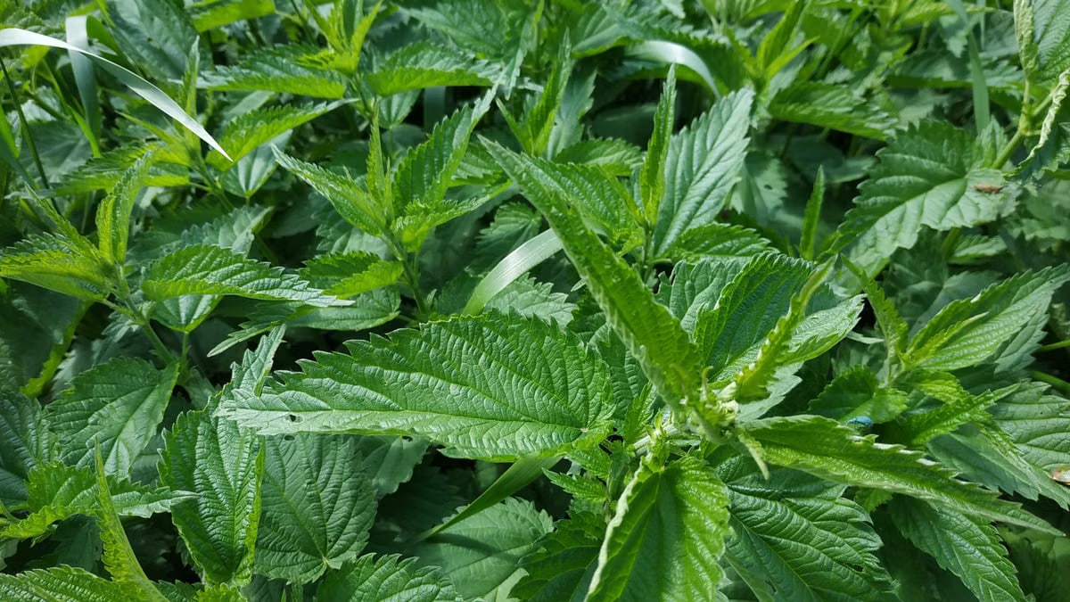 Detailed shot of green stinging nettle leaves in natural habitat, highlighting texture and density.
