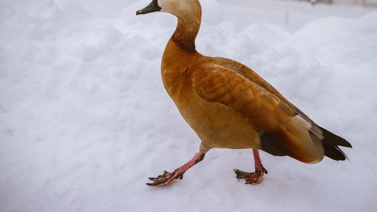 brown duck on snow covered ground during daytime