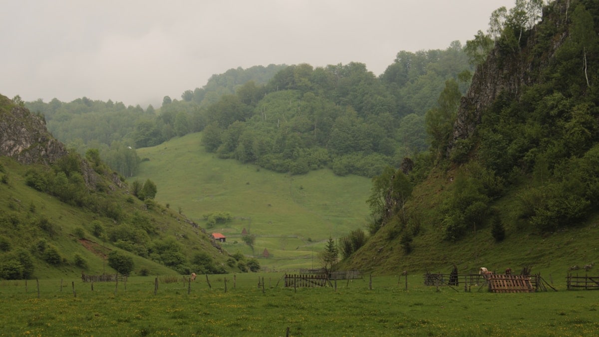 a grassy hill with trees and a fence